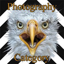 &ldquo;555 Special&rdquo; 2019 Art Exhibition - Part 2 - Photography, Digital & 3D Categories