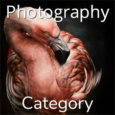 &ldquo;Animals&rdquo; 2020 Art Exhibition - Part 2 &ndash; Photography & Digital and 3 Dimensional Categories