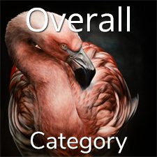 &ldquo;Animals&rdquo; 2020 Art Exhibition - Part 1 &ndash; Overall and Painting Categories