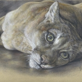 Geraldine Simmons - “Cougar Eyes” – http://geraldineswildlifeart.com/