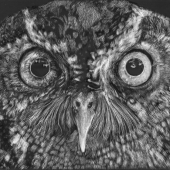 Nancy Wolitzer - “Owl of Intuition” – http://www.nancywolitzer.com/