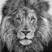 Dan Pyle - “Majestic” – http://danpyleartist.com/