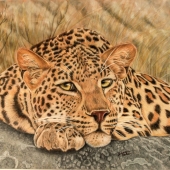 Shannon Bolen - “Lounge Leopard” – shannonbolen73@yahoo.com