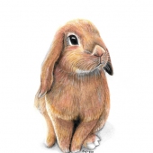 Sy Phelan - “Little Bunny” – http://www.theartofsyphelan.com/