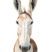 Chantal Marcotte - “Hello!” – www.facebook/ArtByChantalMarcotte