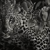 Amy Stauffer - “Furtive Glimpse” – http://www.amystauffer.com/