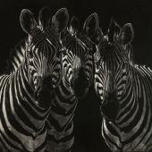 Amy Stauffer - “The Squad” – http://www.amystauffer.com/