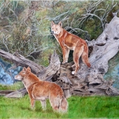 Kathy Christian - “The Sentinel- Australian Dingoes” – https://www.facebook.com/kchristianart/