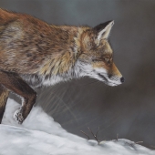 Lynette Orzlowski - “Frozen Wonderland” – http://www.orzlowski.com.au