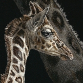 Sally Terrell - “Sticking Close to Mom” – http://www.havenhillstudios.com/