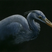 Robin Angelides - “Blue Heron” – http://www.robinangelides.com/