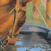 Tammy Cox - “Jet” – http://tammycoxfineart.com/