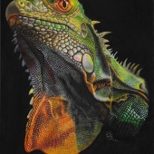 Patricia Gauss – “Roxanne” – https://www.facebook.com/Saturationpointart