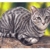 Sema Martin - “Purrfect Spot” – http://www.semamartin.com/