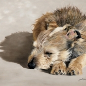 Janette Carmichael - “Benji” – http://www.pets-by-janette.com/