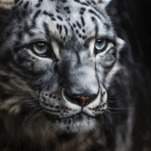 Marion Tubiana - “Chioné” – http://www.mariontubiana.com/