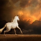 Debby Thomas – “Unknown” – http://www.animalartandphotography.com/