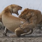 Patrick Nowotny - “Lion Fight” – pnowotny9999@att.net