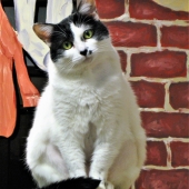 Diane Sanderson - “On Her Perch” – http://www.dianesanderson.mysite.com/