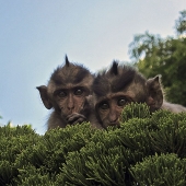 Silvija Treice - “Curiosity” – silviat@latnet.lv