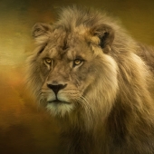 Ann Wehner - “A Lion's Stare” – http://www.annwehnerdigitalartistry.com/