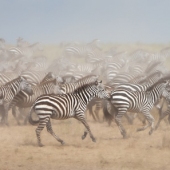 Ali Khataw - “Dazzle Run” – http://www.khataw.com/