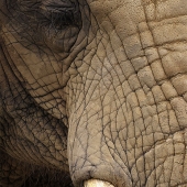 John Pingree - “Sadness” – https://www.flickr.com/photos/jpingree