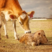 durga Garcia - “New Mother & Newborn” – http://durgagarcia.com/