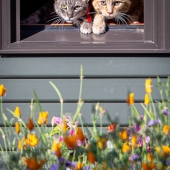 Katherine Briccetti - “Quarantined Kitties” – http://www.kbriccettiphoto.com/