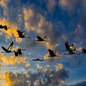 Roland Escalona - “A Flock of Birds” – http://rolandescalona.com/