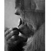 Sy Phelan - “Through the Glass, Deep In Thought” – http://www.theartofsyphelan.com/