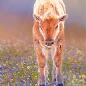 Maureen Ravnik - “Reddog Morning” – http://www.maureenravnik.crevado.com/