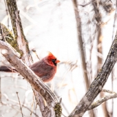 John Diephouse - “Spirit Messenger” – jdiephouse@gmail.com