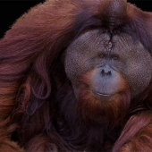 Phoenix Marks - “Louie” – http://www.photographsbyphoenix.com/