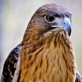 Charles E Hall - “Redtail Hawk” – https://charlesehall.com/