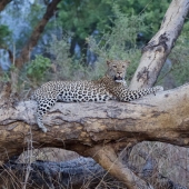 Diane Lamboley - “Chillax” – http://www.dmlimages.com/