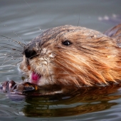 Maureen Ravnik - “Whiskers” – http://www.maureenravnik.crevado.com/