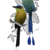 Jose Manuel Victoria - “Momotus Aequatorialis” – http://www.josemanuelvictoria.com/
