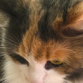 Joanne Vecchio - “Maisel-Deep in Thought” – http://mindfulphotography.co/