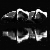 Lynn Brown - “Swans Ballet” – Quietmind@hotmail.com