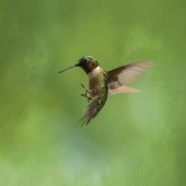 Stephanie Adams - “Itty Bitty Flutters” – 1quiltsavygirl@gmail.com