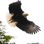 Bill Wieger - “Eagle of Alaska” – http://www.billwieger.com/