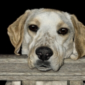 Ann Ranlett - “Hanna” – http://www.scratchboardartbyann.com/