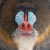 Elin Johnsen - “Mandrill” – http://www.elinjohnsen.net/
