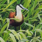 Henriette van Staden - “The Colour of Lush” – http://www.henriettevanstaden.co.za/