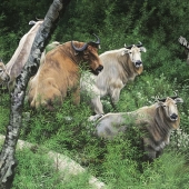 Yan Zi - “Takin's Expectation” – 634736232@qq.com