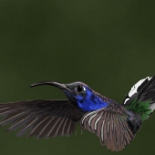 Kristin Mccord - “Hummingbird's Flight” – kmccord004@gmail.com