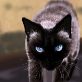 Kristin Mccord - “Siamese Elegance” – kmccord004@gmail.com