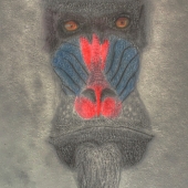Terry McDowell - “Mandrill” – 300spart@gmail.com