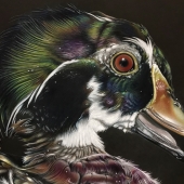 Ashley Roll - “Bad Hair Day” – http://www.artistsforconservation.org/Ashley-Roll